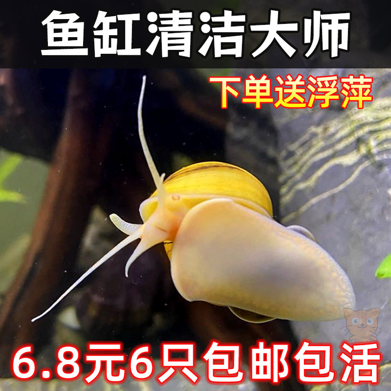 黄金螺淡水观赏螺活体清洁螺除藻清苔工具螺苹果螺不加温吃鱼龟便,宠物/宠物食品及用品,鱼,淘宝优惠券,粉丝福利购,淘宝优惠卷