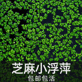 鱼缸净水芝麻浮萍小浮萍浮性水草鱼缸龟缸水族浮萍活体水植物造景