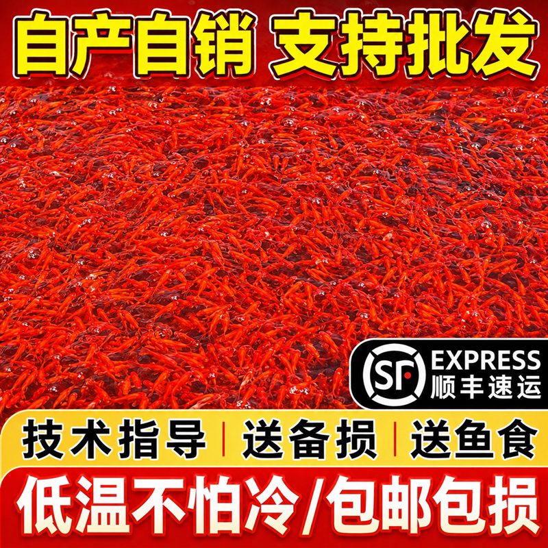 顺丰红草金鱼好养耐活长尾大红草冷水淡水鱼观赏鱼小红鱼锦鲤活体