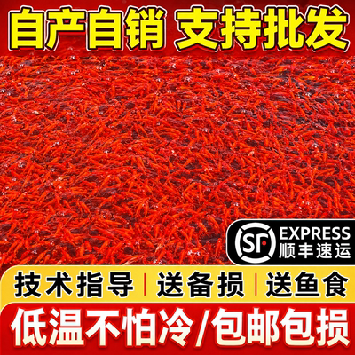 红草金鱼好养耐活长尾大红草