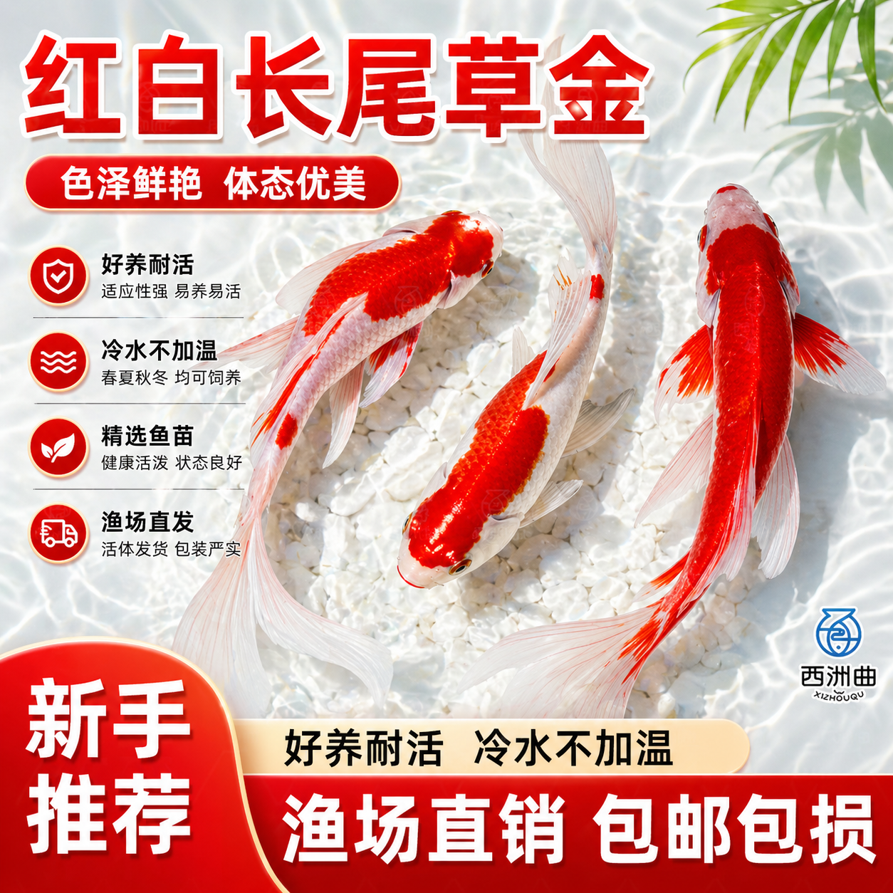红白草金鱼冷水鱼好养易存活小鱼苗淡水鱼红草观赏鱼小红鱼活体