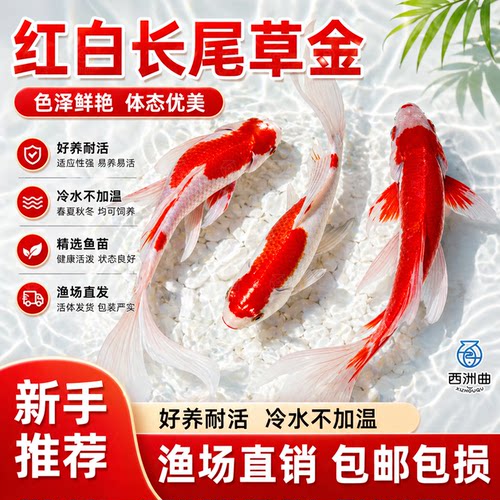 红白草金鱼苗易存活小鱼苗观赏鱼