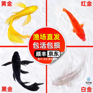 锦鲤鱼活鱼观赏鱼纯种红白冷水鱼易存活淡水鱼好养耐活金鱼苗