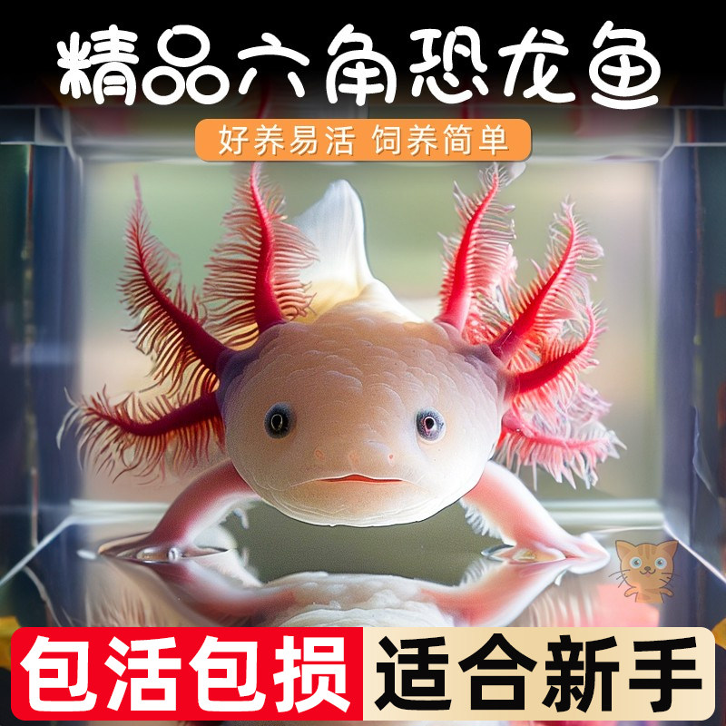 六角恐龙鱼冷水淡水鱼好养耐活美蝾螈水族六角活体两栖动物宠物鱼,宠物/宠物食品及用品,鱼,淘宝优惠券,粉丝福利购,淘宝优惠卷