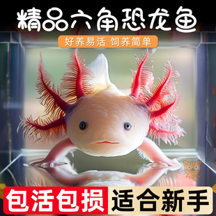 六角恐龙鱼冷水淡水鱼好养耐活美蝾螈水族六角活体两栖动物宠物鱼