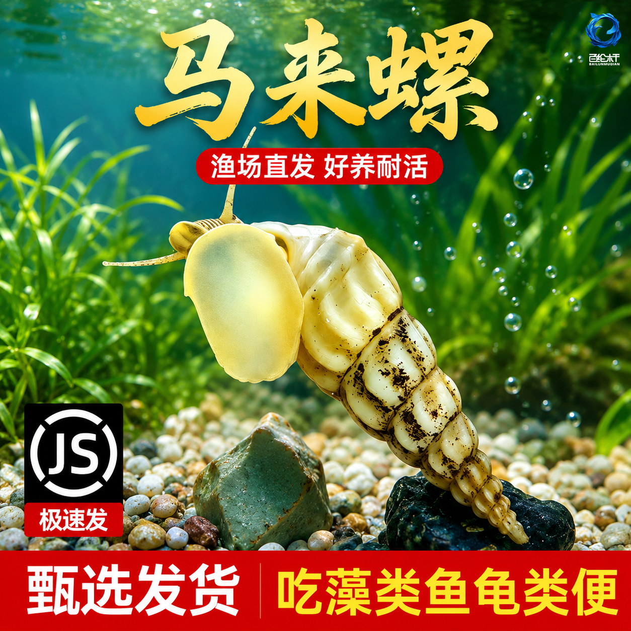 马来螺观赏螺套餐清洁螺集锦除青苔除藻螺活体宠物螺鱼缸清道夫
