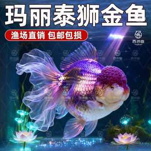 金鱼观赏鱼鱼缸兰寿冷水鱼泰狮金鱼幼苗纯种鱼苗蝶尾易存活淡水鱼