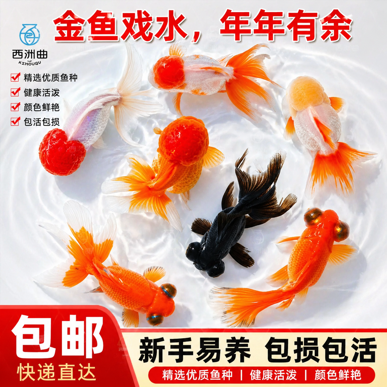 金鱼观赏鱼鱼缸耐活鱼不打氧易存活淡水鱼冷水鱼兰寿金鱼纯种鱼苗