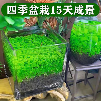 生态鱼缸水草家用装饰