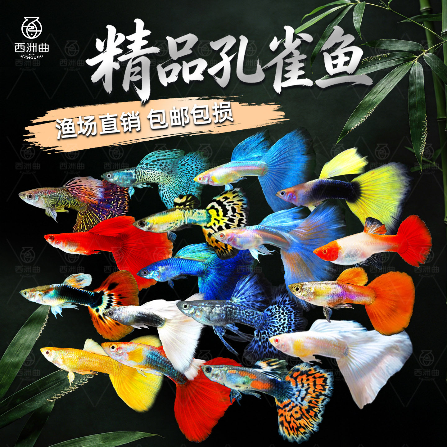 孔雀鱼纯种观赏鱼小型淡水好养热带鱼活体清道夫斑马金鱼小鱼鱼苗