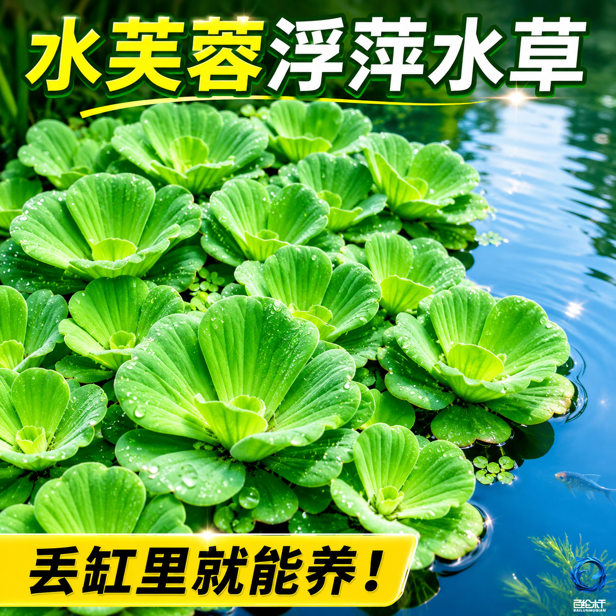 水芙蓉浮萍水草鱼池净化水质植物增氧真草室内外乌龟养鱼种植古法
