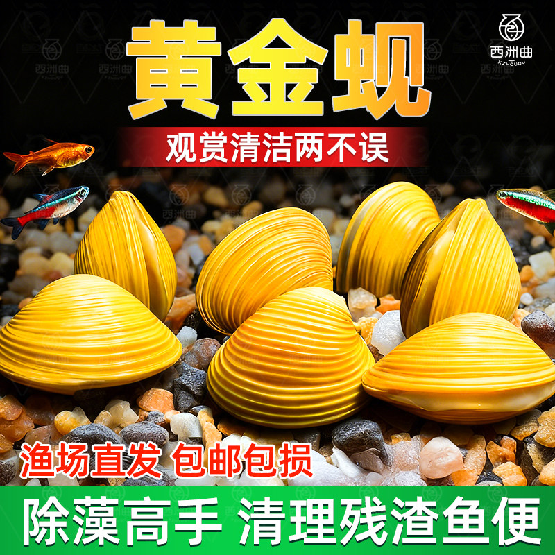 黄金蚬专吃鱼屎粪便净水河蚌冷水清道夫淡水观赏鱼清洁工具观赏螺,宠物/宠物食品及用品,其它水族宠物,淘宝优惠券,粉丝福利购,淘宝优惠卷