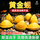 黄金蚬专吃鱼屎粪便净水河蚌冷水清道夫淡水观赏鱼清洁工具观赏螺