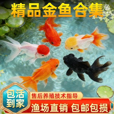 金鱼观赏鱼耐活鱼小鱼不打氧