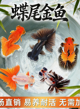 蝶尾金鱼活鱼观赏鱼红白包金蝶尾大眼冷水淡水鱼好养耐活泰狮兰寿