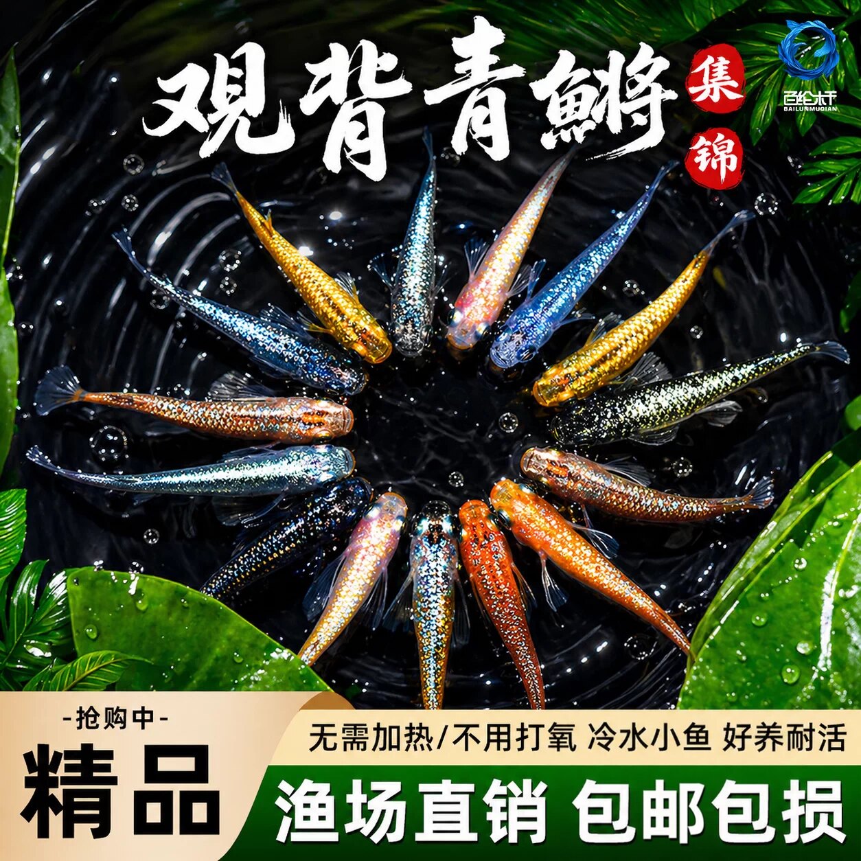 观背青鳉观赏鱼魔法鱼冷水鱼小型锦鲤金鱼淡水鱼苗不打氧好养活体