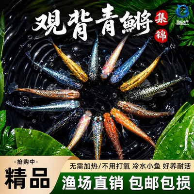 观背青鳉观赏鱼魔法鱼冷水鱼小型锦鲤金鱼淡水鱼苗不打氧好养活体