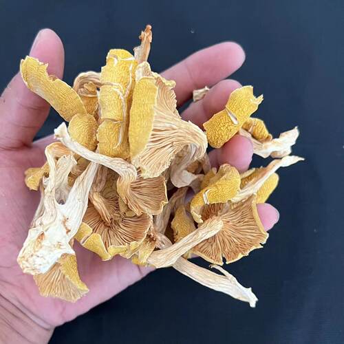 精选榆黄菇250克美味菌菇