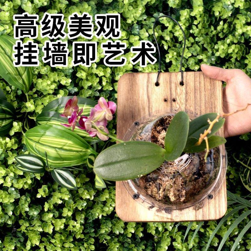 鹿角蕨上板套装鹿角蕨挂板鹿角蕨板鹿角蕨壁挂厥类用品板植挂板鹿