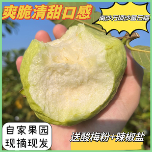 广东南沙万顷沙本地脆甜新鲜番石榴红心芭乐水果包邮潘石榴巴乐
