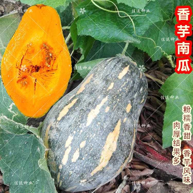 甜香芋南瓜芋头种子南瓜特色农家高产蜜本南瓜好吃香甜味甘面糯