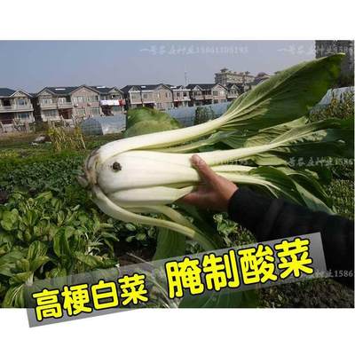 小白菜种籽高梗白青菜秋冬播冬季腌酸菜菜种子白咸菜蔬菜种孑长杆