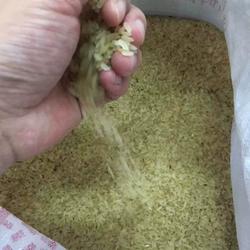 河源紫金客家特产农家熟米蒲米煲粥蒸饭菩米5斤