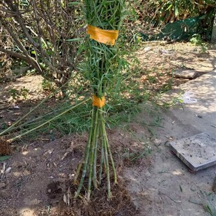 实心竹子苗四季长青竹苗玉竹文玩把手件庭院盆栽实心竹雕刻料老料
