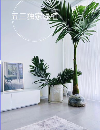 椰子树假槟榔空气湿度客厅庭院