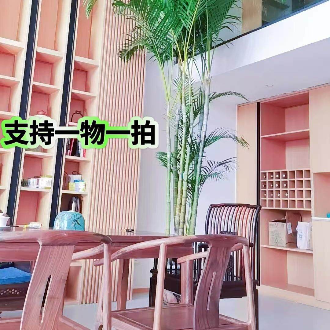 散尾葵老桩凤尾竹基地直销室内客厅庭院绿植盆栽净化客气