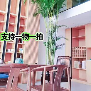 散尾葵老桩凤尾竹基地直销室内客厅庭院绿植盆栽吸甲醛净化客气