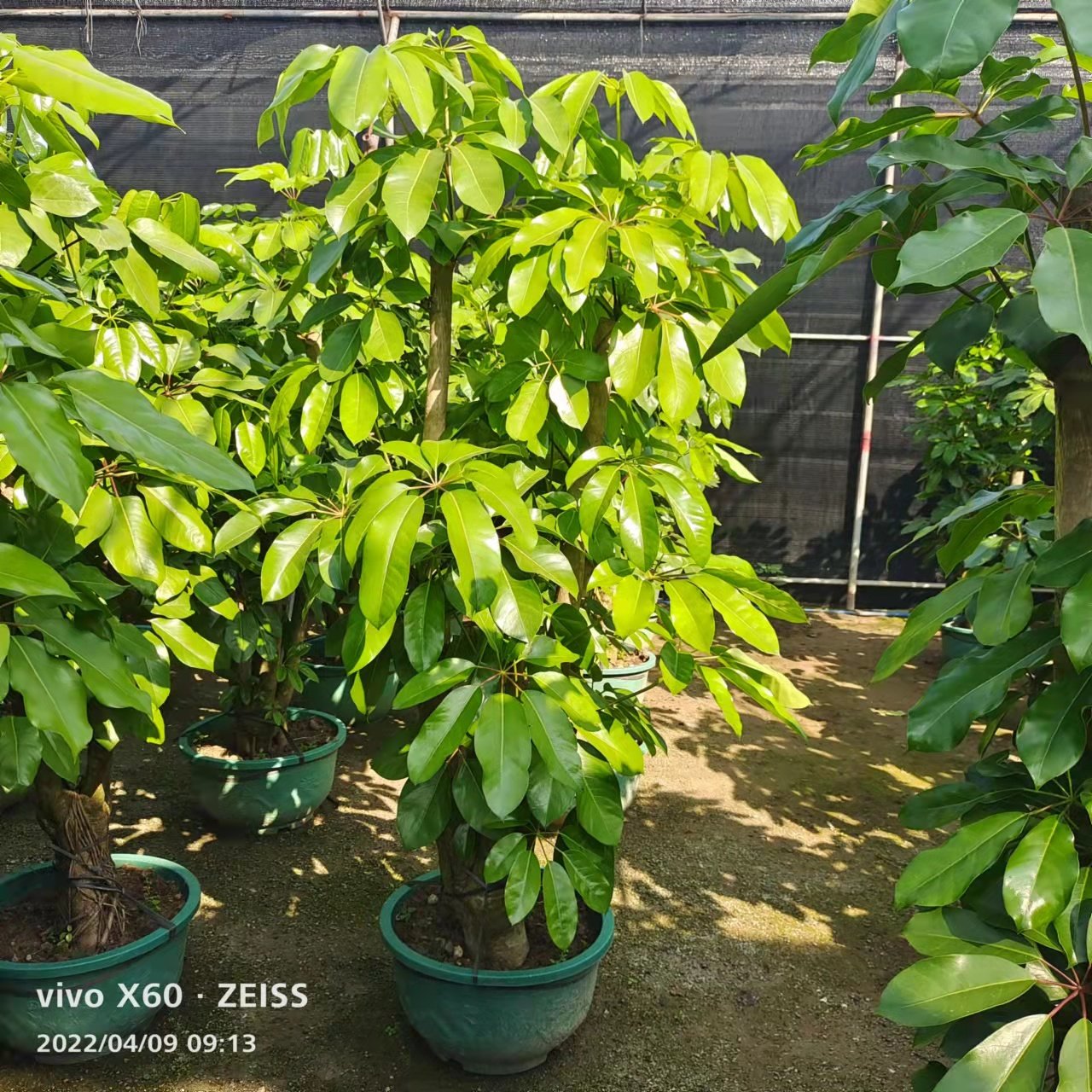 大叶伞鸭脚木大型老桩绿植盆栽客厅书房办公室庭院吸甲醛净化空气