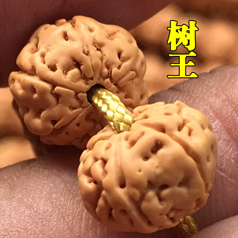 小金刚菩提108颗矮桩树王
