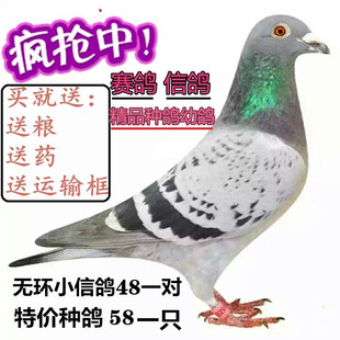 鴿子活體一對(duì)信鴿幼鴿賽鴿成年下蛋鴿觀賞鴿天落鳥遲歸鴿包活 包郵