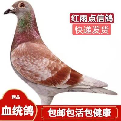 红雨点信鸽鸽子活一对活体种鸽青年幼鸽小鸽子赛鸽成绩鸽原配一对