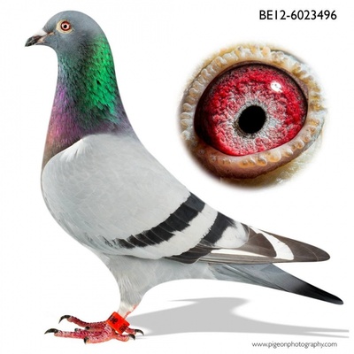 比利时纯种血统信鸽赛鸽成绩鸽天落鸟远程鸽活体鸽子活物一对包活