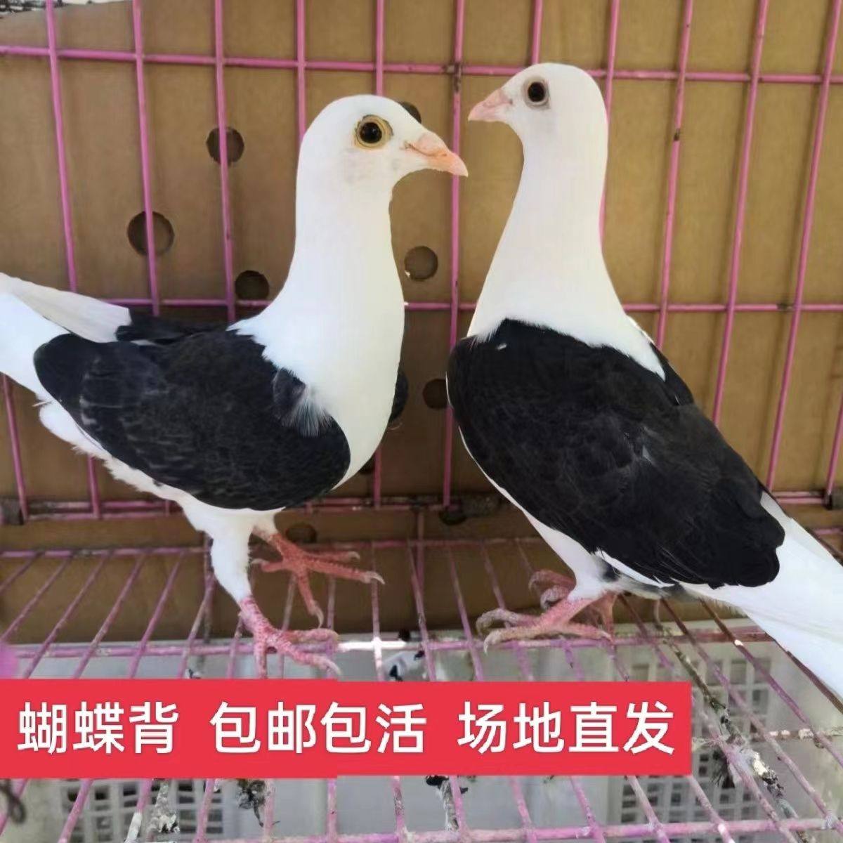 【蝴蝶背信鸽】 活体蝴蝶背信鸽瓦灰信鸽黑色信鸽蝴蝶花便宜鸽子