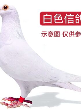 【白色信鸽】赛鸽吐尼尔血统鸽子活体公母一对成绩鸽后代包活到家