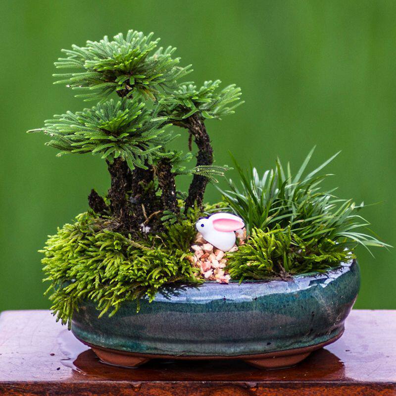 苔藓盆景好养活的小盆栽绿植物办公室内面盆景九死还魂草卷柏蕨类