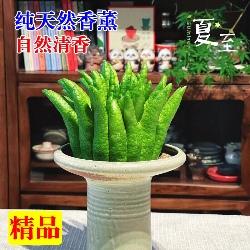 云南高山佛手新鲜柠檬香