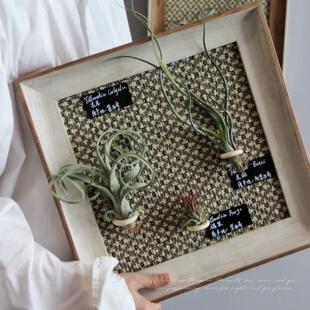 空气凤梨装饰画相框桌面摆件家居乔迁软装商业挂画客厅植物装饰画