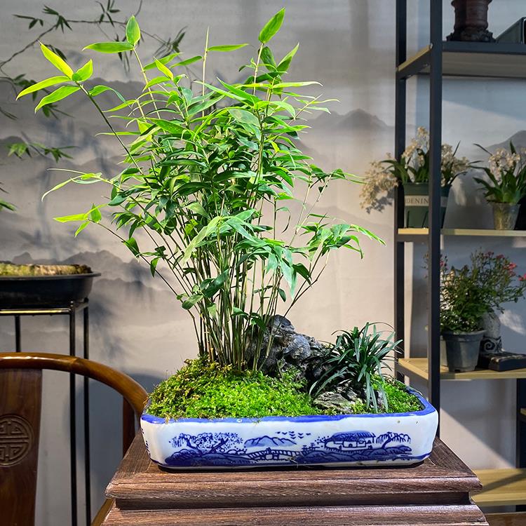 米竹观音竹 小型凤尾竹盆景庭院室内桌面绿植微盆景竹子苗观赏竹