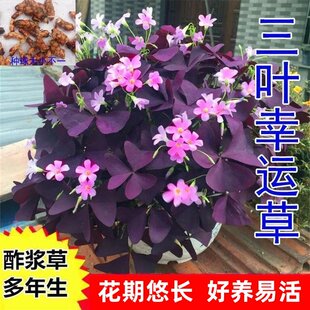 紫叶酢浆草种籽酢浆草种球多年生幸运草庭院绿植盆栽四季播种开花