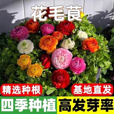 进口花毛茛种球重瓣洋牡丹花子四季播种开花花卉室内室外带牙球根
