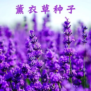 普罗旺斯薰衣草种子四季种庭院阳台盆栽室内花籽蚊虫香草种花种籽