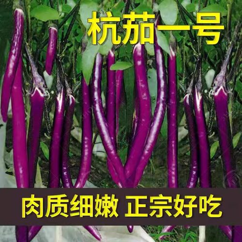 杭茄一号长茄种子特大线茄茄子阳台四季蔬菜种籽黑紫色秧苗孑