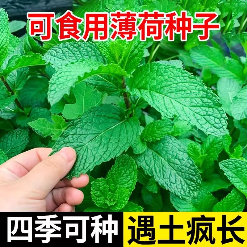 可食用薄荷种籽子四季播种柠檬猫薄荷种子阳台植物驱蚊草盆栽种孑