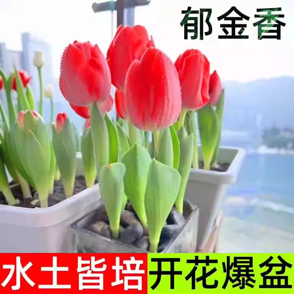 郁金香种球水培花卉植物室内四季开花种子盆栽球根苗土培水养好活