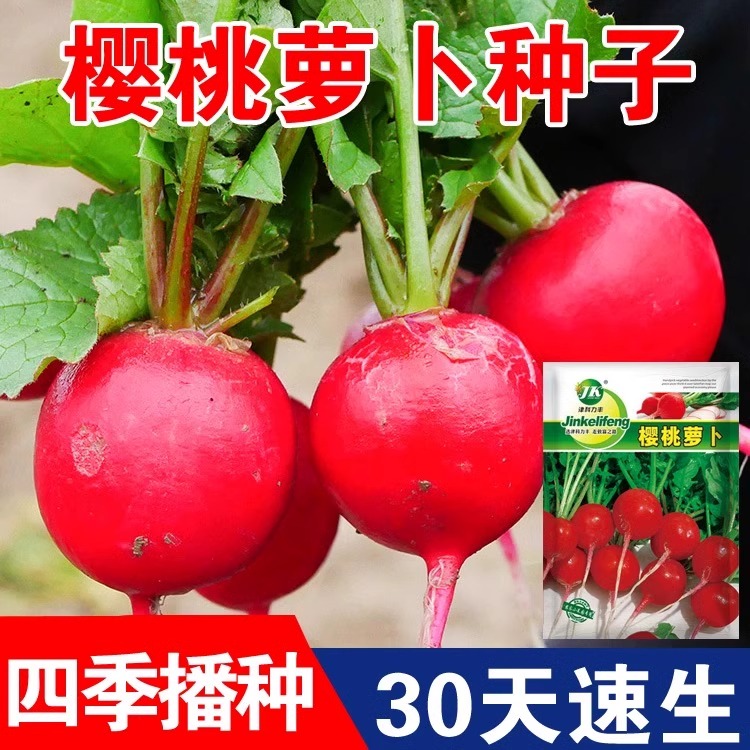 水果樱桃萝卜种籽四季阳台盆栽生吃凤梨春秋红白小萝卜蔬菜种孑苗