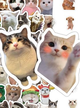 300张创意写实小猫贴纸高颜值卡通可爱搞怪搞笑贴画手账素材贴。